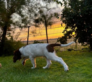 Universalspürhund Gero