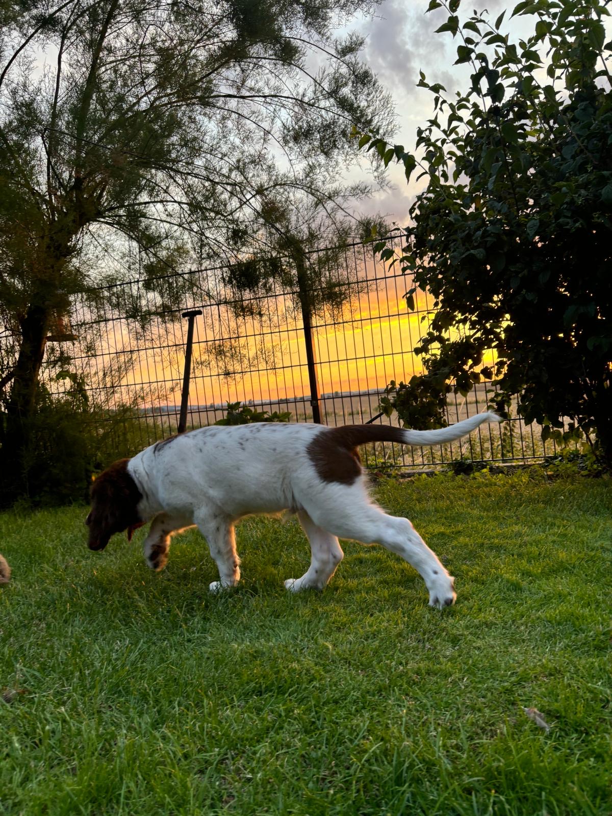 Universalspürhund Gero